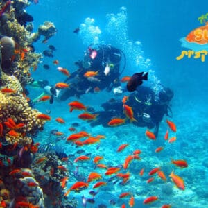 Introductory Scuba Diving in Eilat